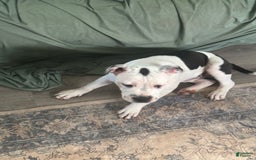 American Pit Bull Terrier dogs for sale: Jazzy - Image 3