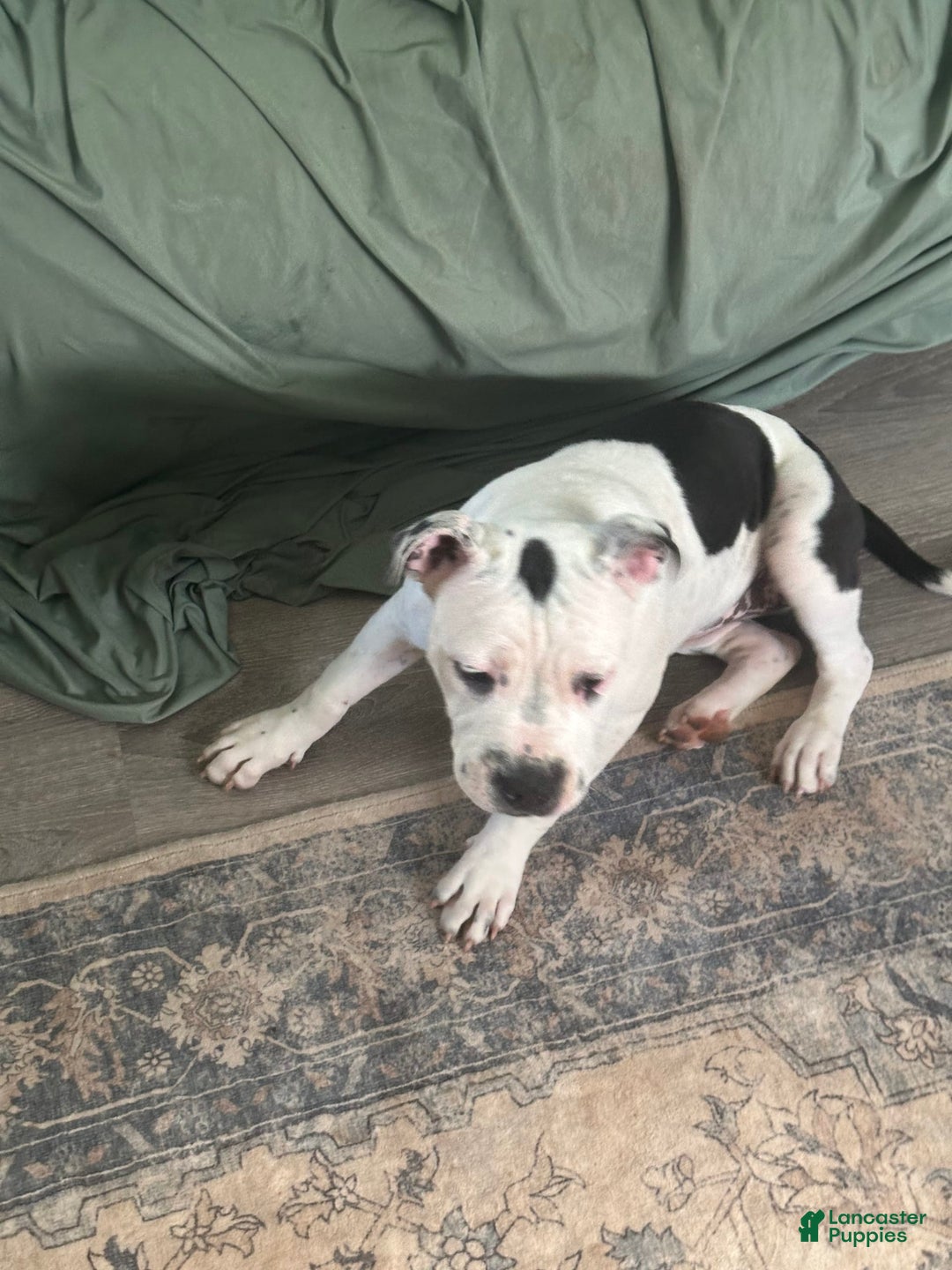 American Pit Bull Terrier dogs for sale: Jazzy - Image 3