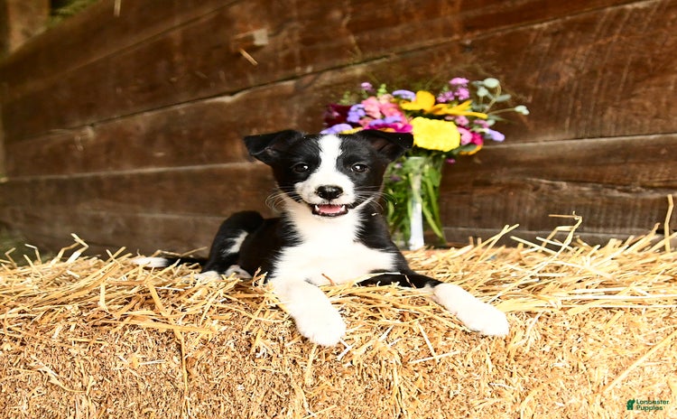Shetland Sheepdog dogs for sale - Ad 3