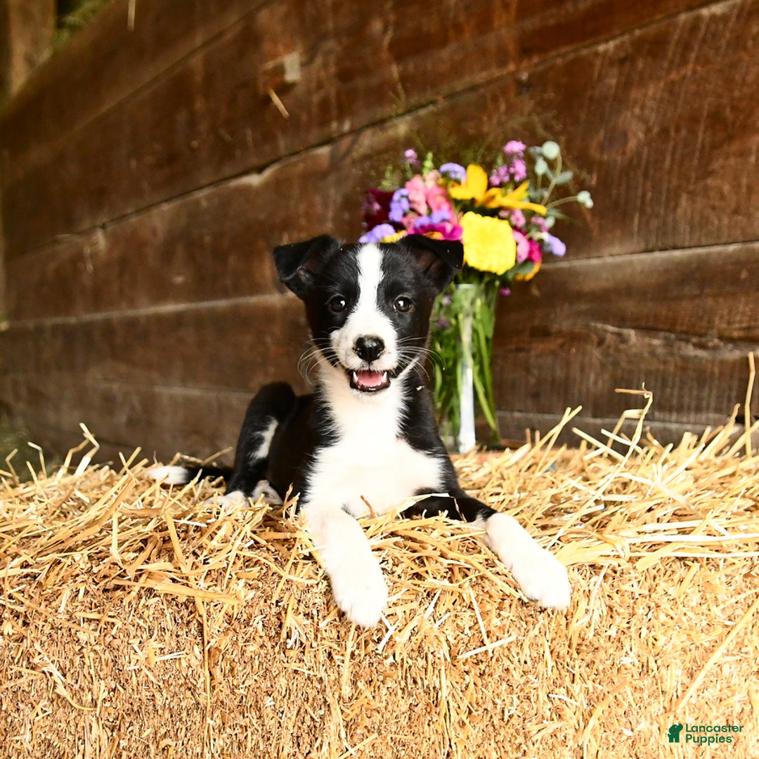 Shetland Sheepdog dogs for sale: Rhonda - Image 1