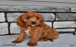 Cavapoo dogs for sale: Connor - Image 3