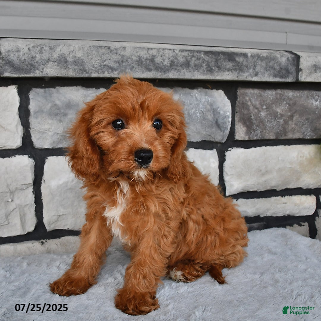 Cavapoo dogs for sale: Connor - Image 3