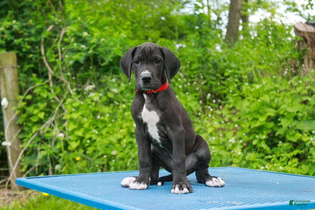 Great Dane dogs for sale: Athena - Image 22