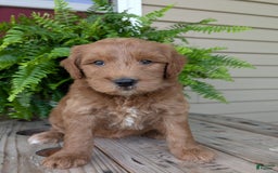 Goldendoodle dogs for sale: Cash - Image 27