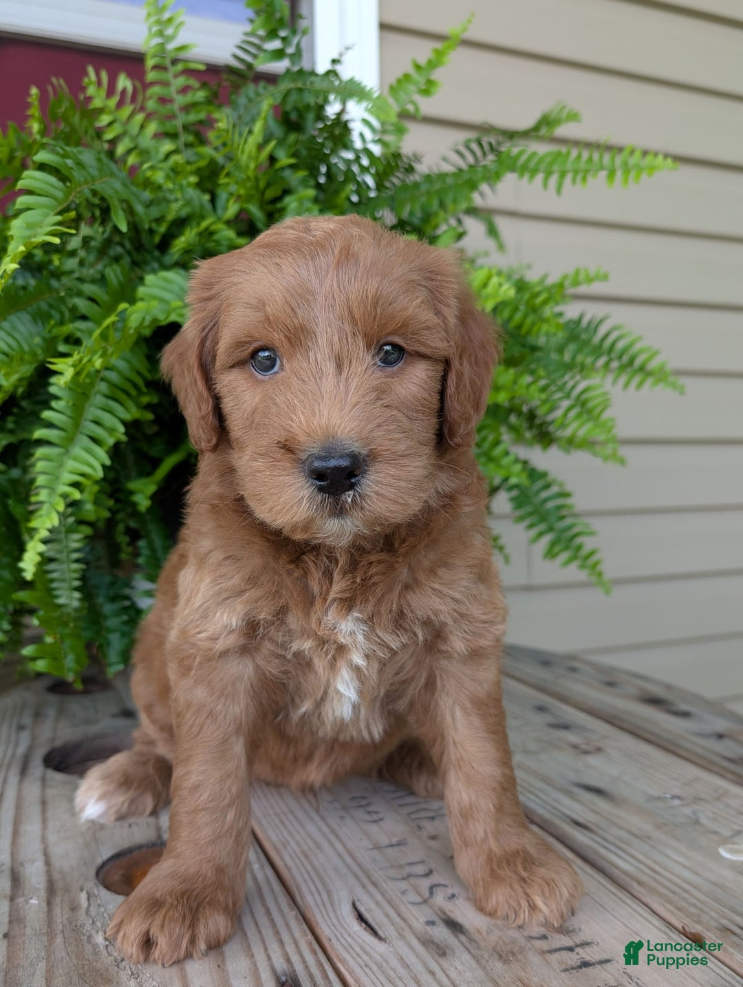 Goldendoodle dogs for sale: Cash - Image 27