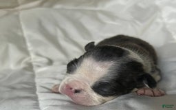 Boston Terrier dogs for sale: Lil Blue - Image 7