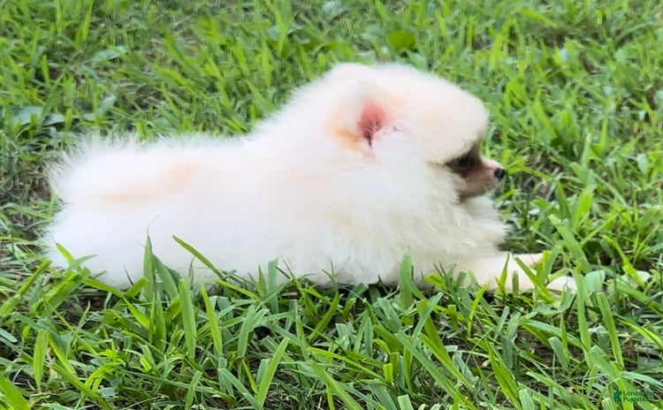 Pomeranian dogs for sale - Ad 2