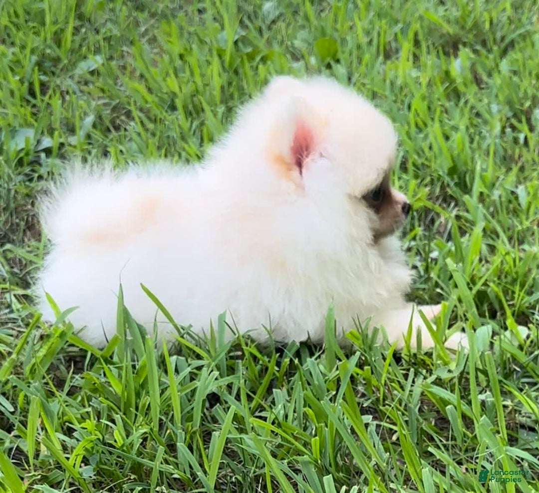 Pomeranian dogs for sale: Kobe - Image 1