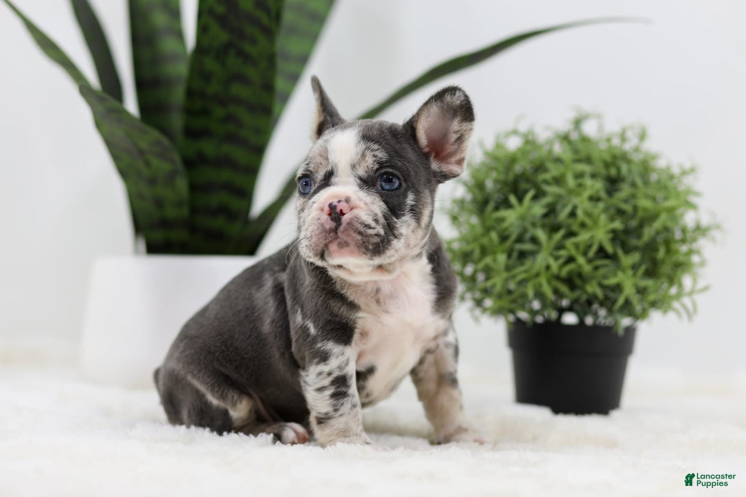 French Bulldog dogs for sale: Peyton - Image 1