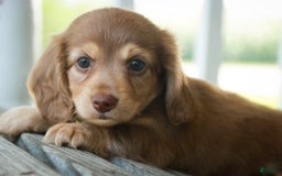Miniature Dachshund dogs for sale: Forrest - Image 2