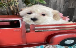 Havanese dogs for sale: Hannah - Image 1