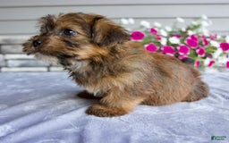 Shorkie dogs for sale: Echo - Image 5