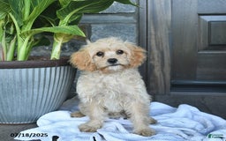 Cavapoo dogs for sale: Skye - Image 8