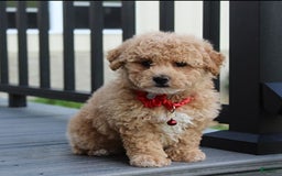 Bichpoo dogs for sale: Archie - Image 7
