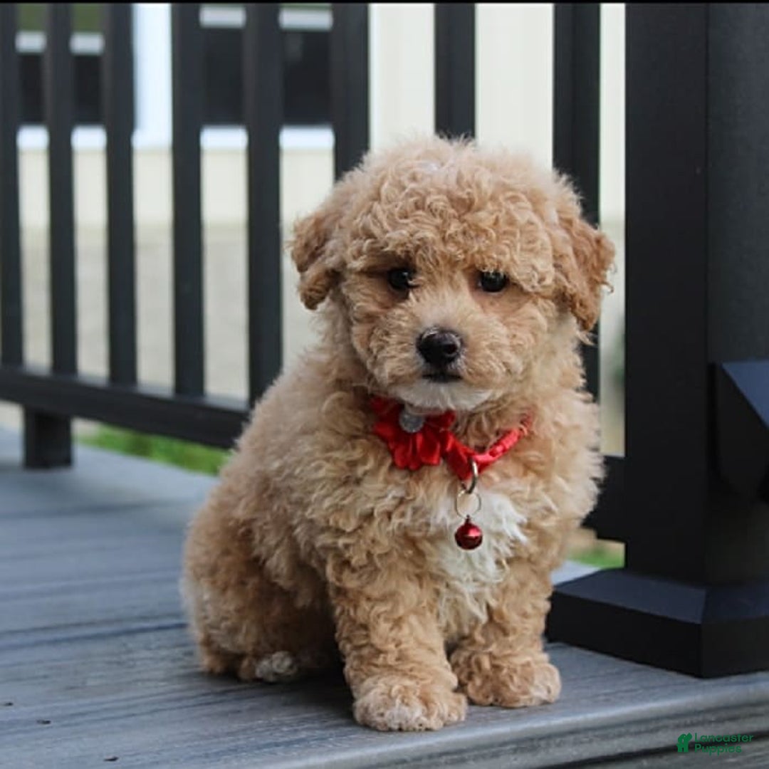 Bichpoo dogs for sale: Archie - Image 7