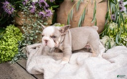French Bulldog dogs for sale: Legend - Image 7
