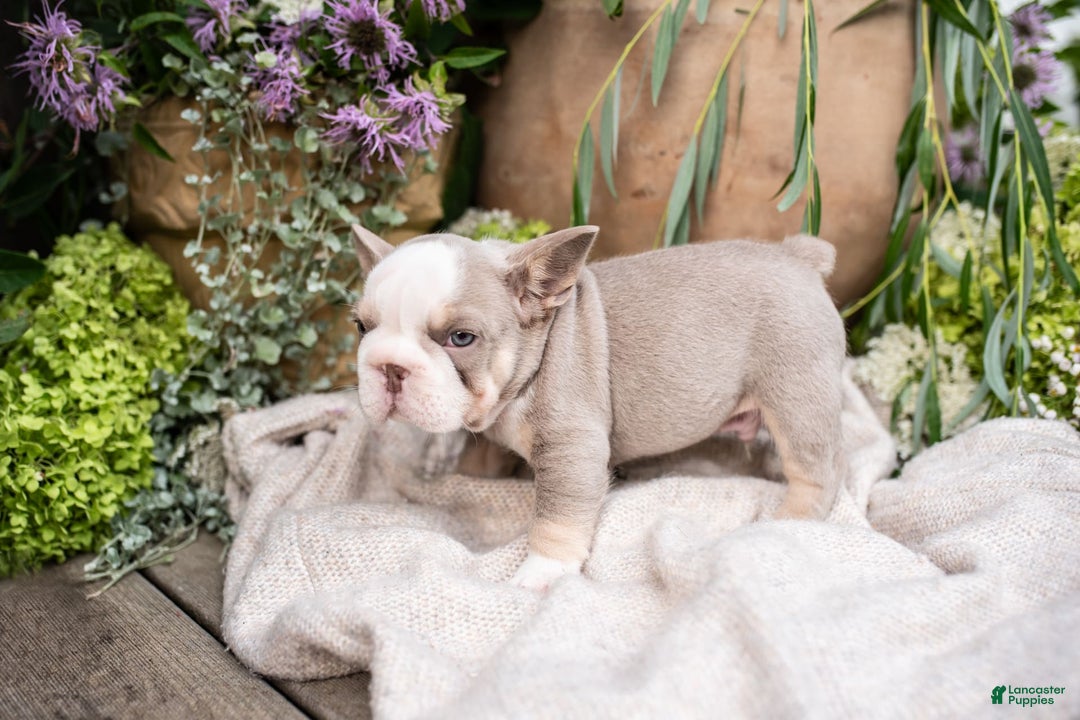 French Bulldog dogs for sale: Legend - Image 7