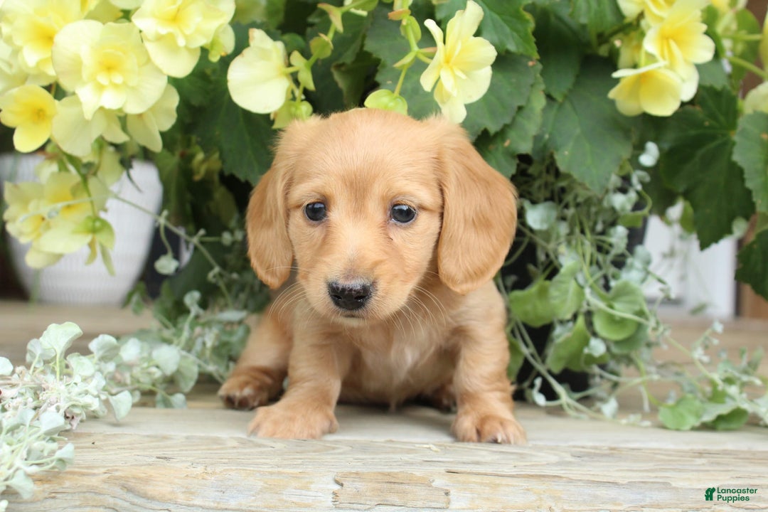 Miniature Dachshund dogs for sale: Miniature Dachshund 4 puppies - Image 2