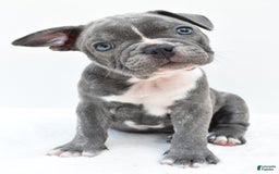 Frenchton dogs for sale: Baxter - Image 2