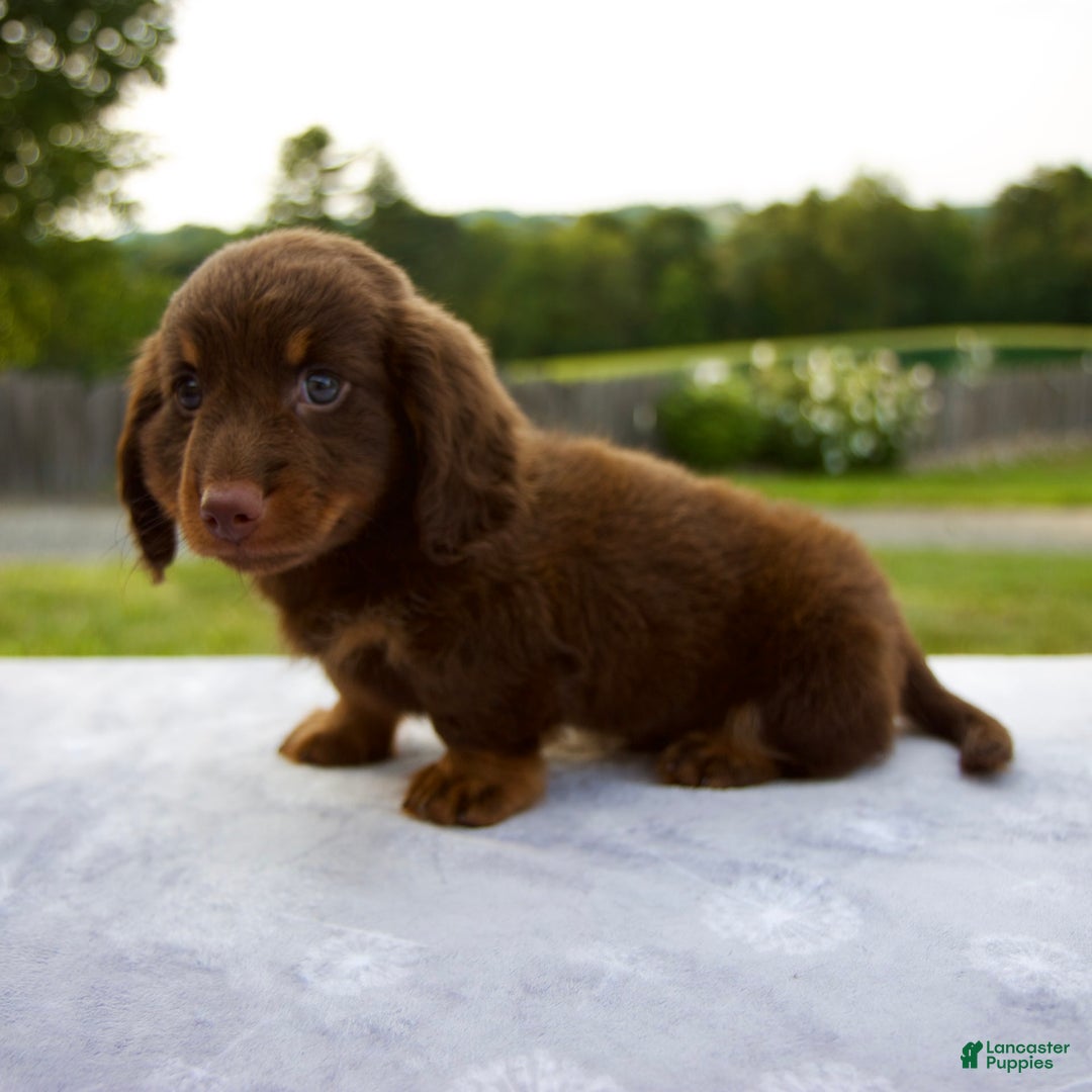 Miniature Dachshund dogs for sale: Spencer - Image 8