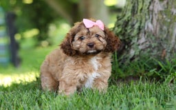 Cockapoo dogs for sale: Birdie - Image 7