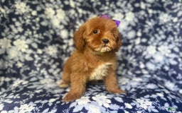 Cockapoo dogs for sale: Sky - Image 3