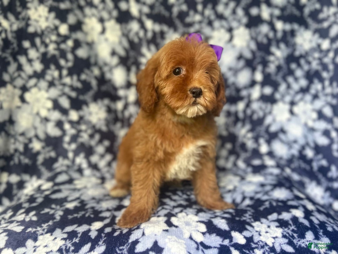 Cockapoo dogs for sale: Sky - Image 3
