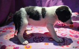 Border Collie dogs for sale: Dolly - Image 9