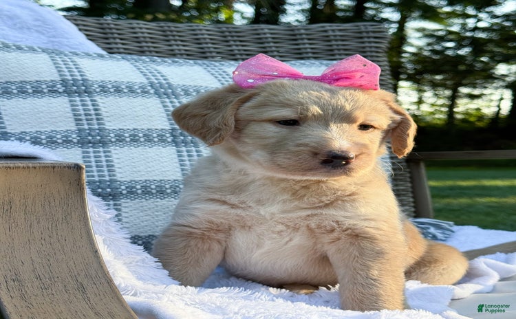 Labradoodle dogs for sale - Ad 3