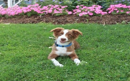 Miniature Australian Shepherd dogs for sale: Bozo - Image 3