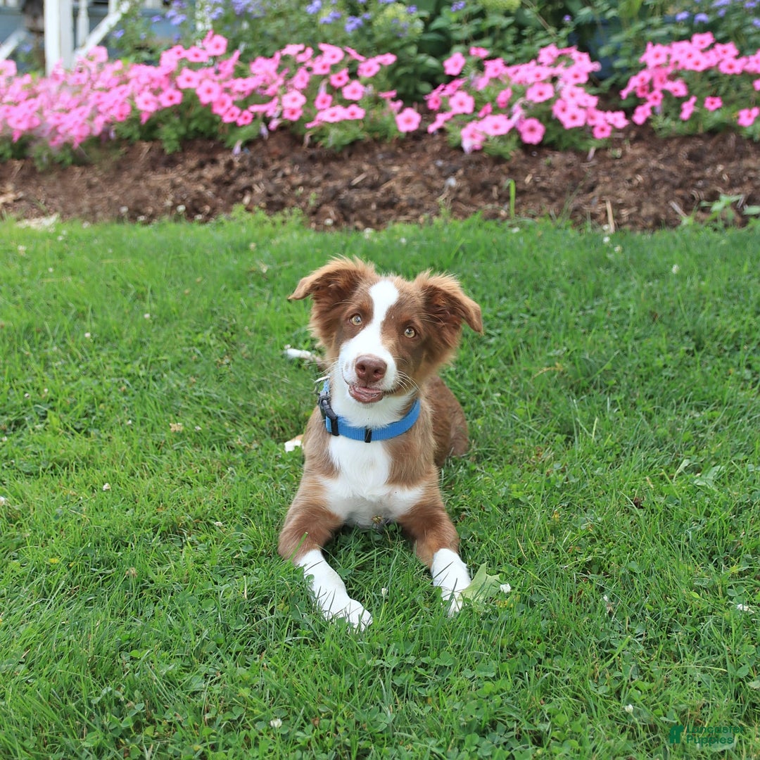 Miniature Australian Shepherd dogs for sale: Bozo - Image 3