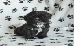 Shih Tzu dogs for sale: Fido - Image 7