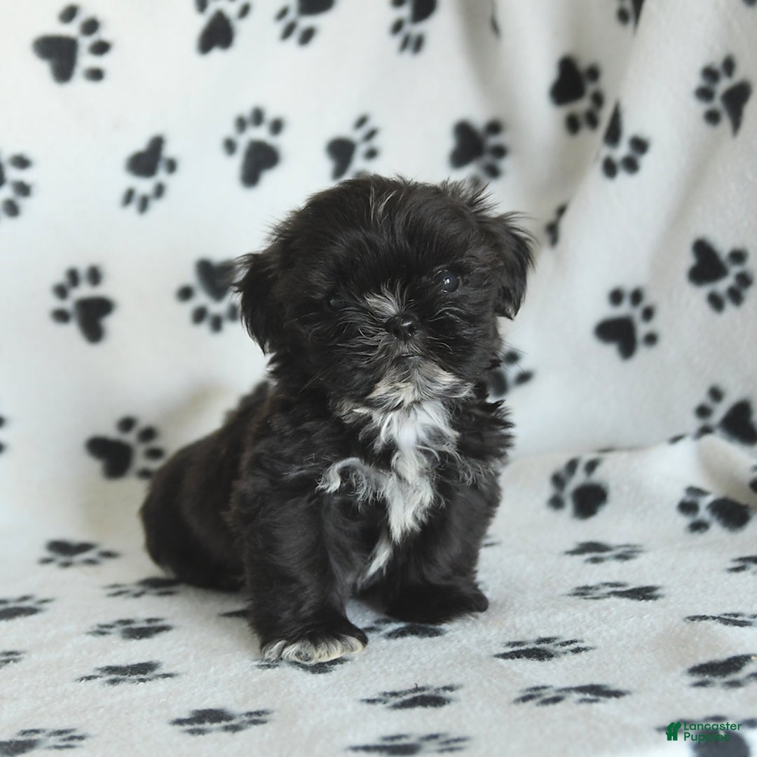 Shih Tzu dogs for sale: Fido - Image 7