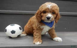 Cockapoo dogs for sale: Lenny - Image 7