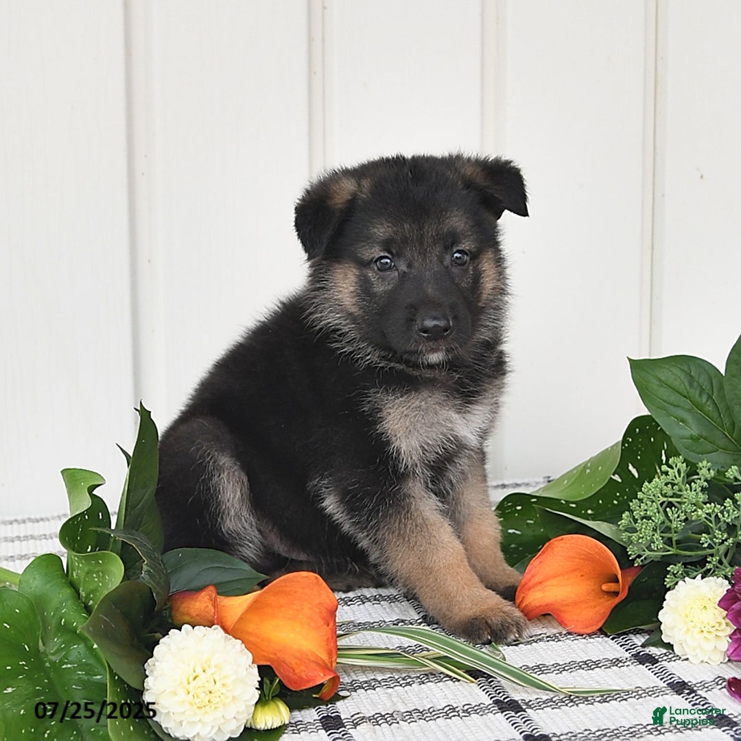 German Shepherd dogs for sale: Carson - Image 4