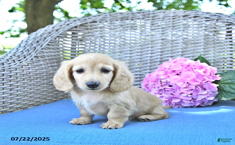Miniature Dachshund dogs for sale - Ad 3