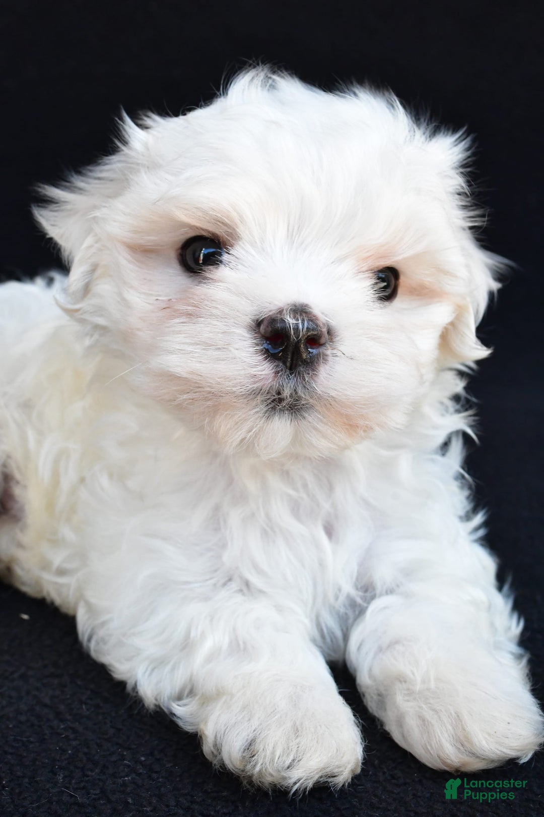 Maltese dogs for sale: Rory - Image 6