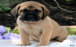 English Mastiff dogs for sale: Breeze - Image 2