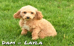 Yorkiepoo dogs for sale: Lucas - Image 10