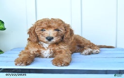 Mini Goldendoodle dogs for sale: Metro - Image 6