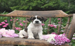 Jack Russell Terrier dogs for sale: Ben - Image 2