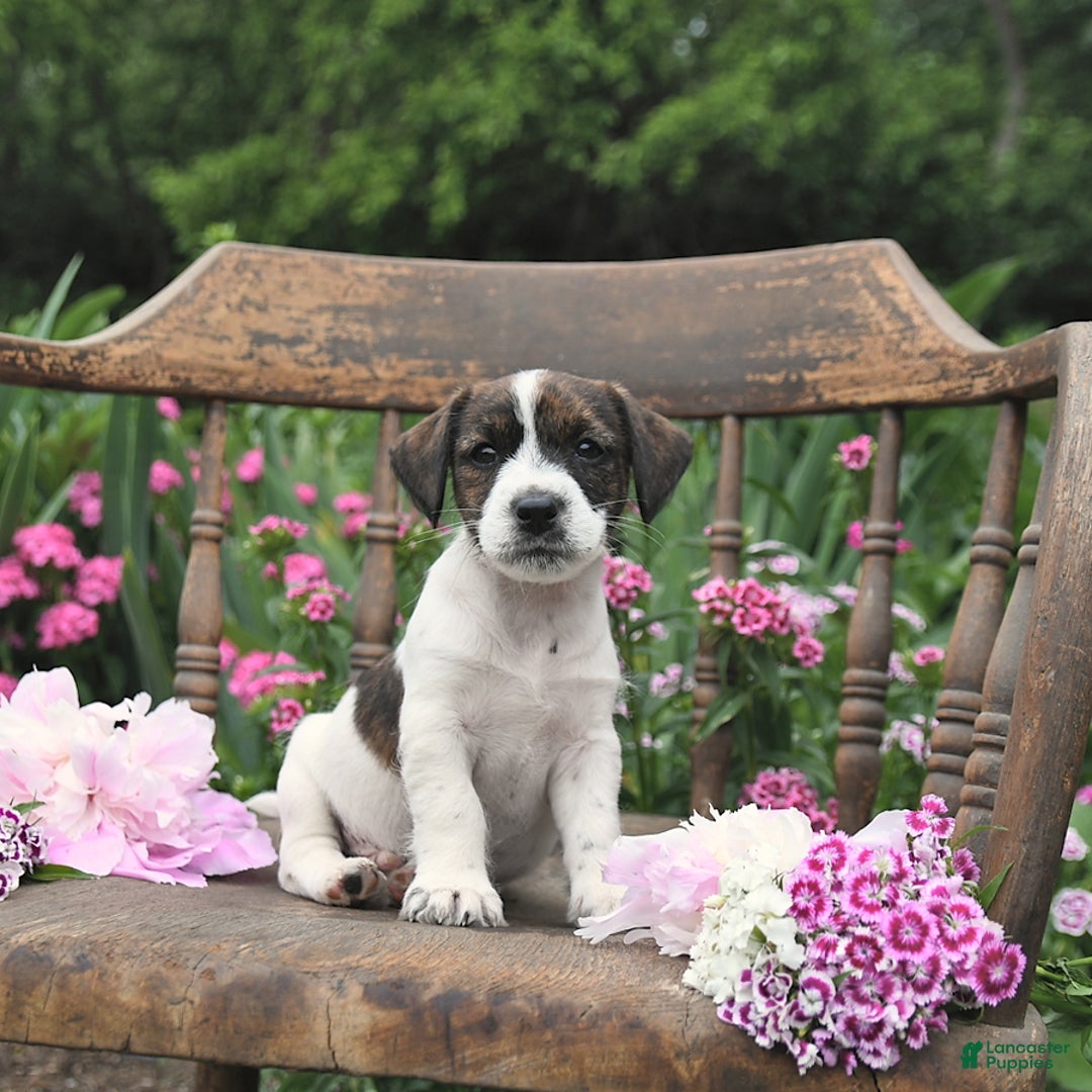 Jack Russell Terrier dogs for sale: Ben - Image 2