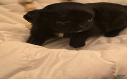 Chihuahua dogs for sale: Midnight - Image 1