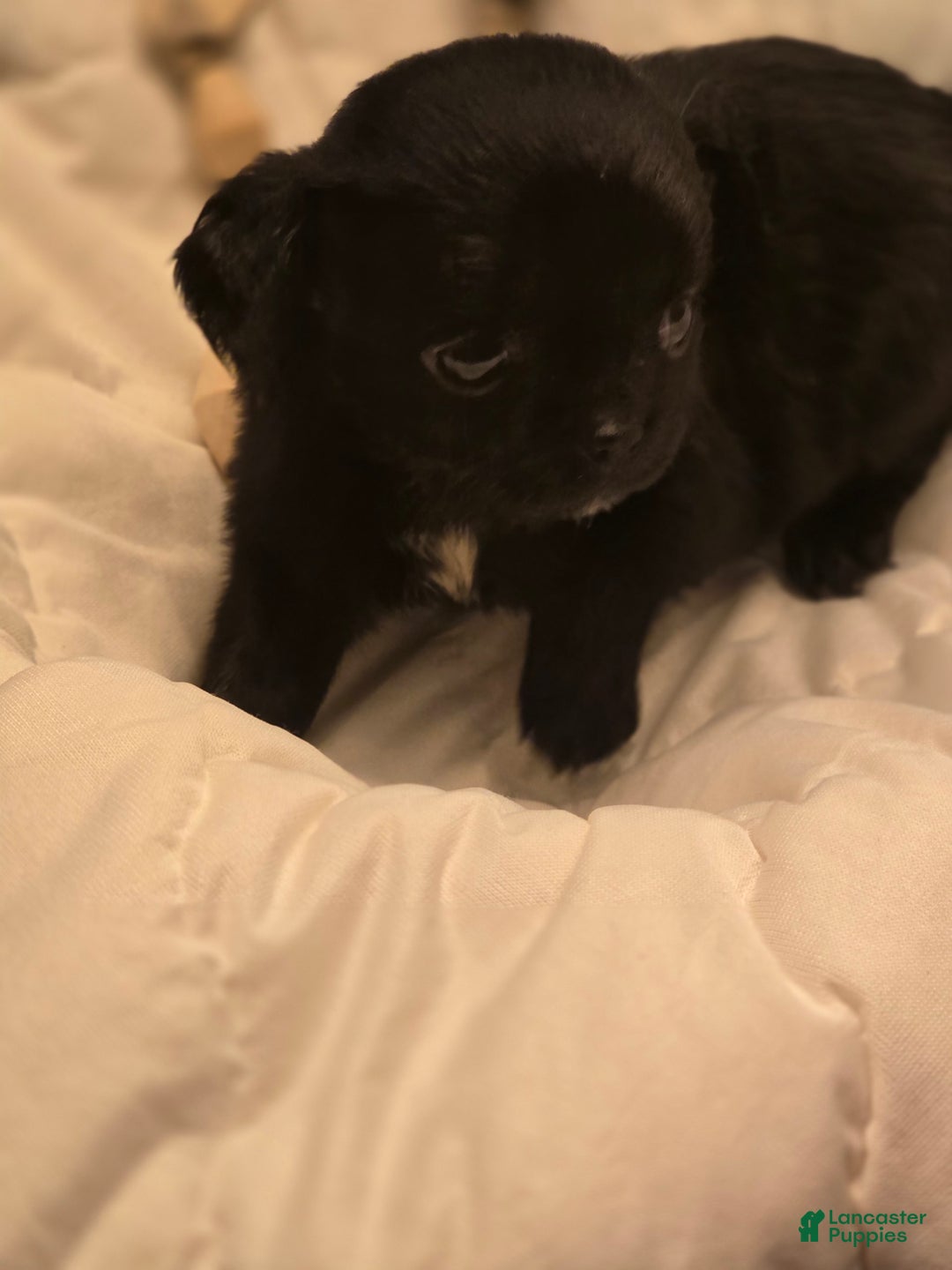 Chihuahua dogs for sale: Midnight - Image 1