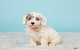 Miniature Poodle dogs for sale: Leo - Image 3