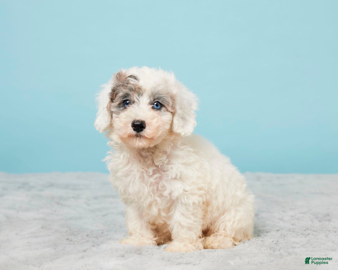 Miniature Poodle dogs for sale: Leo - Image 3