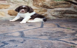 English Springer Spaniel dogs for sale: Ethan - Image 5