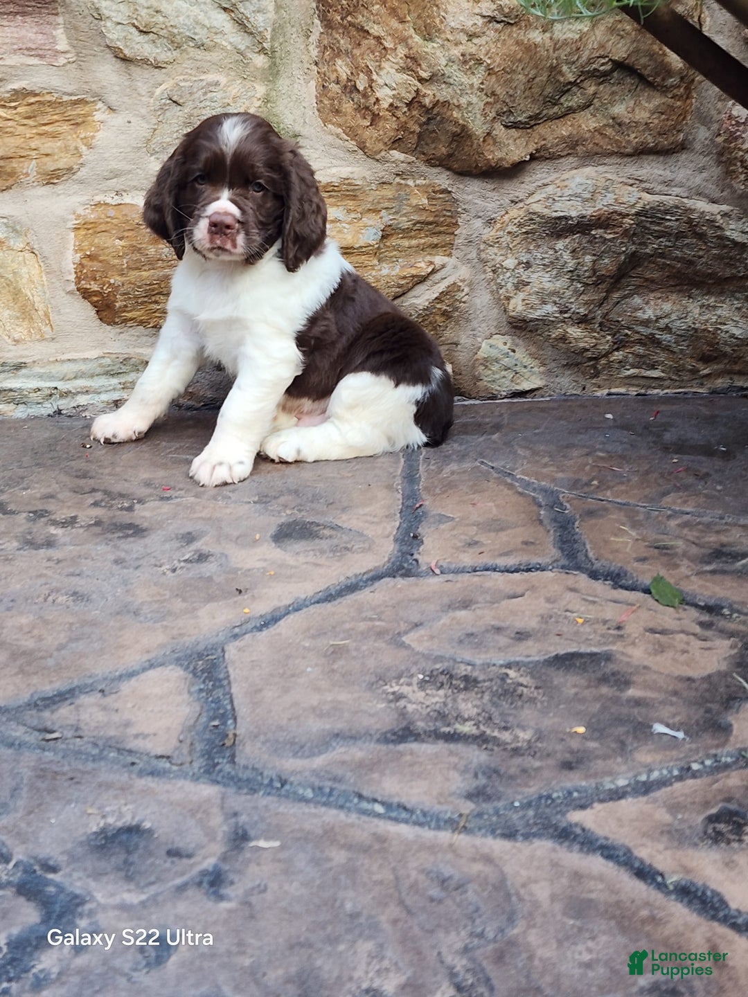 English Springer Spaniel dogs for sale: Ethan - Image 5