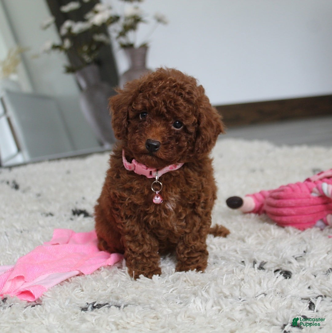 Toy Poodle dogs for sale: Elena - Image 23