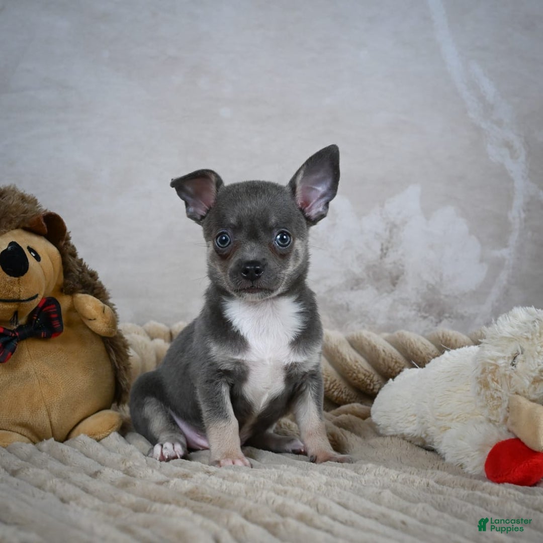 Chihuahua dogs for sale: Saul - Image 8
